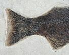 Mioplosus Fish Fossil From Inch Layer #5971-2